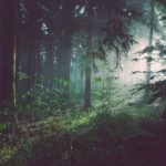 trees on forest with sun rays